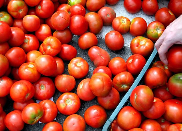 COAG cifra en 72 millones la «evasión fiscal» por las importaciones de tomate de Marruecos – Agencias