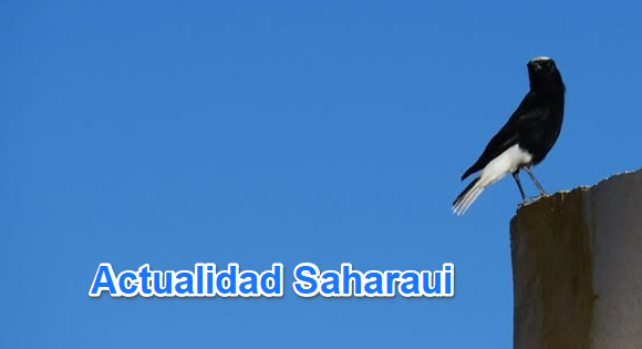 Noticias del SAHARA OCCIDENTAL – 17/1/2025 – La Actualidad Saharaui