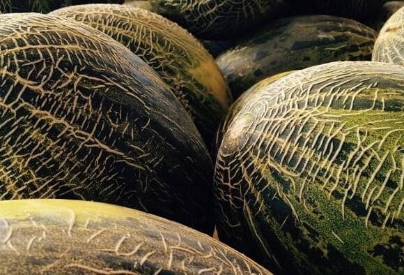 Consejo de Estado francés determina que los melones y tomates deben incluir en su etiqueta su procedencia del Sáhara Occidental