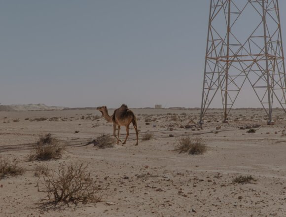 Western Sahara Resource Watch | TAQA y NAREVA ganaron un gigantesco proyecto energético en el Sáhara Occidental ocupado