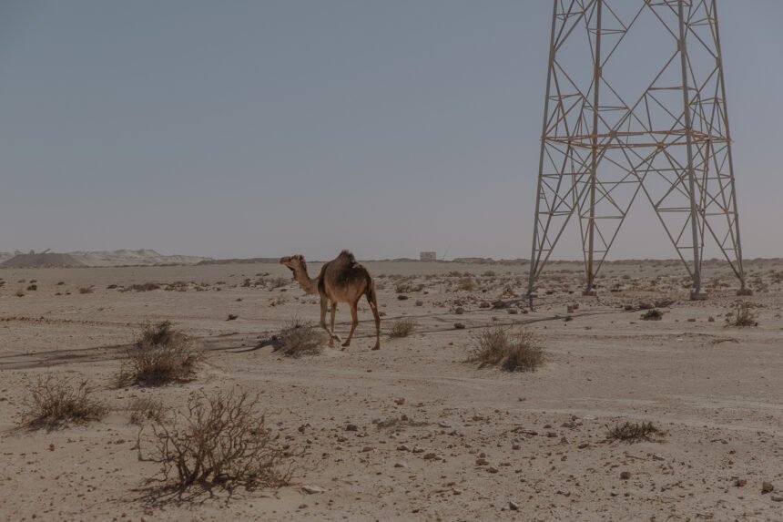 Western Sahara Resource Watch | TAQA y NAREVA ganaron un gigantesco proyecto energético en el Sáhara Occidental ocupado