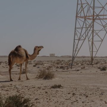 Western Sahara Resource Watch | Empresa de los Emiratos Árabes Unidos se dispone a desarrollar un nuevo parque eólico en el Sáhara Occidental ocupado