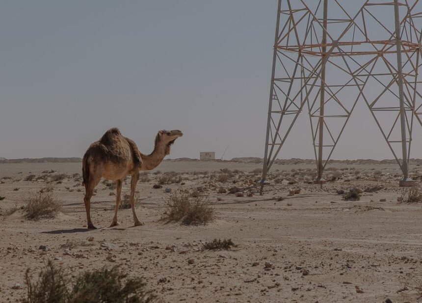 Western Sahara Resource Watch | Empresa de los Emiratos Árabes Unidos se dispone a desarrollar un nuevo parque eólico en el Sáhara Occidental ocupado