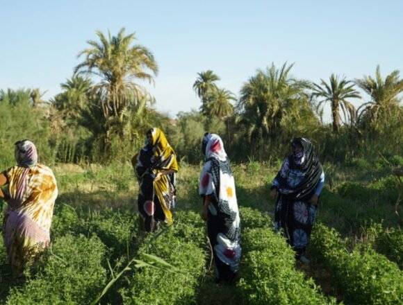 ‘Sembrando en el desierto’: tres reportajes para no olvidar el Sahara – Coordinadora Valenciana de ONGD