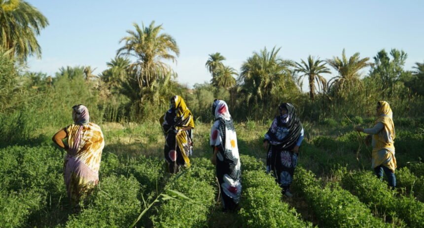 ‘Sembrando en el desierto’: tres reportajes para no olvidar el Sahara – Coordinadora Valenciana de ONGD