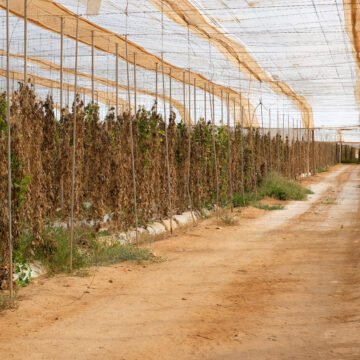 Moroccan agriculture in Western Sahara GLOBALG.A.P. legitima la ocupación marroquí en el Sáhara Occidental con un sello de “responsabilidad”, denuncia Western Sahara Resource Watch