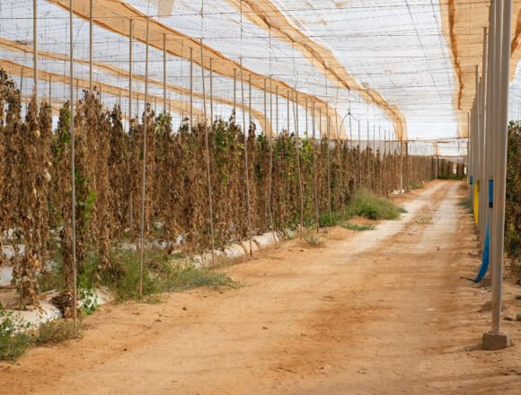 Moroccan agriculture in Western Sahara GLOBALG.A.P. legitima la ocupación marroquí en el Sáhara Occidental con un sello de “responsabilidad”, denuncia Western Sahara Resource Watch