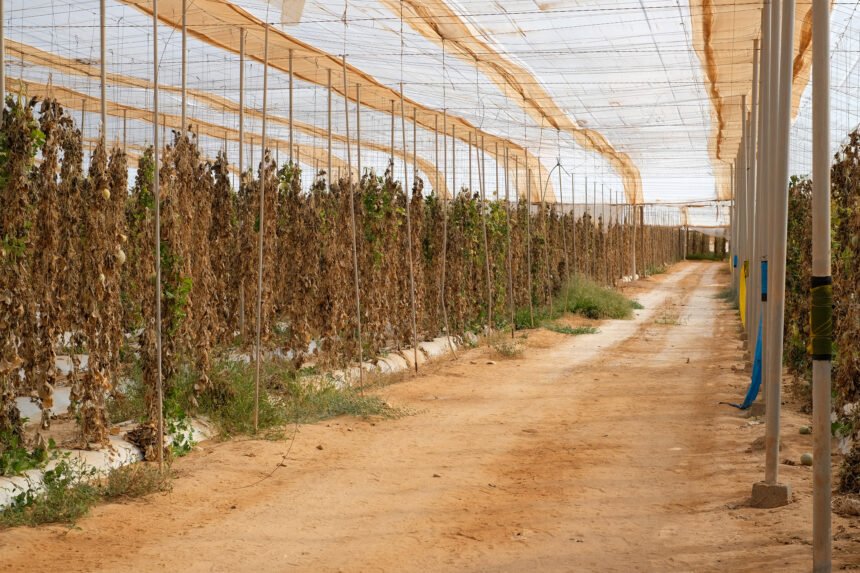 Moroccan agriculture in Western Sahara GLOBALG.A.P. legitima la ocupación marroquí en el Sáhara Occidental con un sello de “responsabilidad”, denuncia Western Sahara Resource Watch