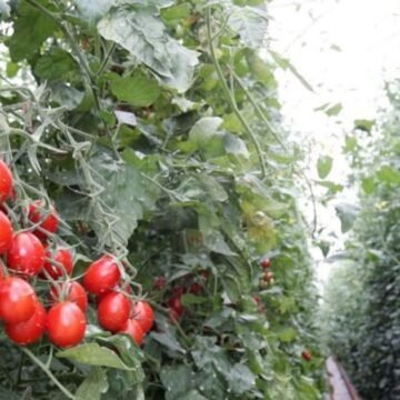 39558287-U83620255427piJ-1200x630@diario_abc Bruselas contra el TJUE: el Sáhara Occidental vuelve a ser moneda de cambio en los acuerdos con Marruecos