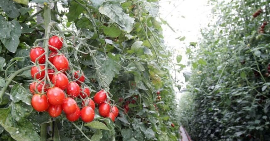 Bruselas contra el TJUE: el Sáhara Occidental vuelve a ser moneda de cambio en los acuerdos con Marruecos