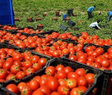 tomates-marroquies_69 Países Bajos prohíbe la venta de algunas partidas de tomate cherry marroquí