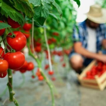 Bruselas premia a Marruecos y deja en la estacada al campo español con un pacto que incluye el Sáhara – LA GACETA