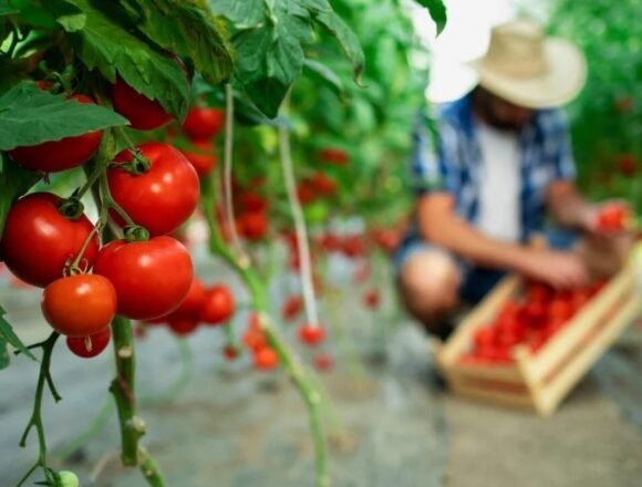 Bruselas premia a Marruecos y deja en la estacada al campo español con un pacto que incluye el Sáhara – LA GACETA