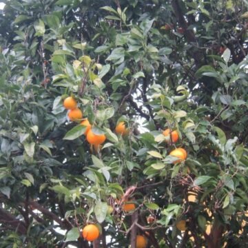 PARLAMENTO EUROPEO: El PSOE facilita que productos del Sáhara aparezcan como marroquíes y deja en desventaja a los agricultores españoles