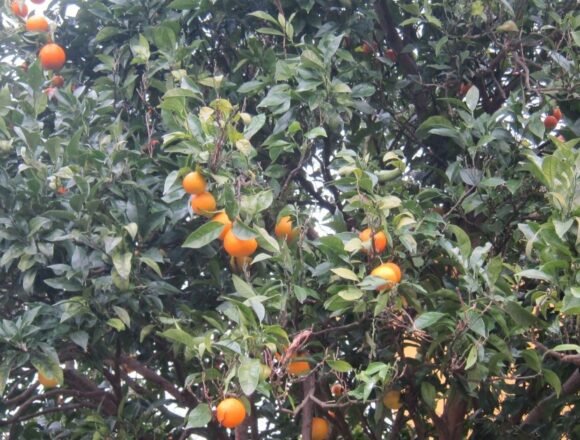 683ed7e0aba4b.r_d.1688-1242-0 PARLAMENTO EUROPEO: El PSOE facilita que productos del Sáhara aparezcan como marroquíes y deja en desventaja a los agricultores españoles