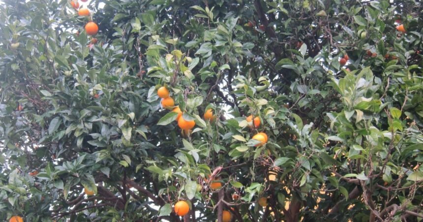 683ed7e0aba4b.r_d.1688-1242-0 PARLAMENTO EUROPEO: El PSOE facilita que productos del Sáhara aparezcan como marroquíes y deja en desventaja a los agricultores españoles