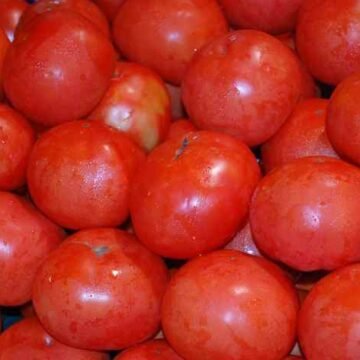 COAG urge al Parlamento Europeo a frenar el intento de la Comisión de blanquear el origen saharaui en el etiquetado agrícola