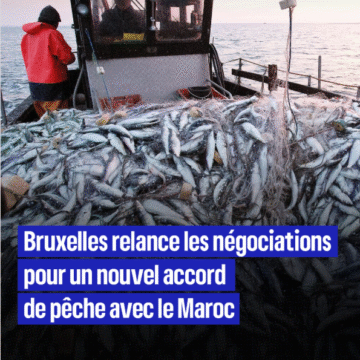 Zxc Bruxelles persiste et signe : vers un nouvel accord de pêche avec le Maroc, en violation du droit et du bon sens