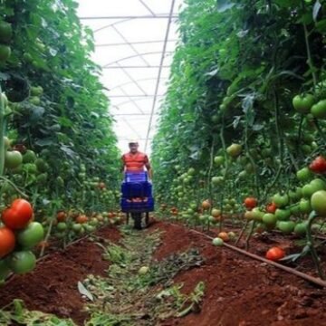 Campaña de concienciación sobre productos agrícolas procedentes del Sáhara Occidental ocupado