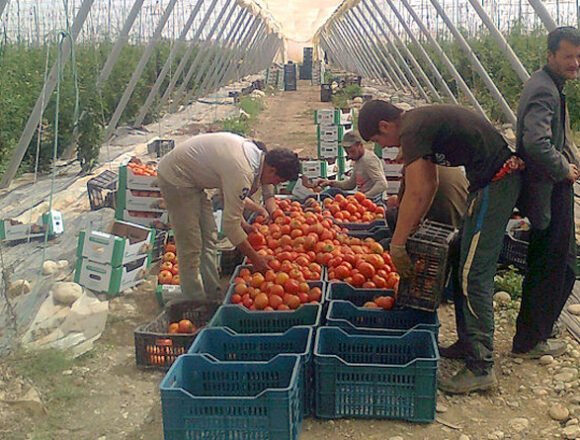 La UE modifica las reglas de origen para incluir productos del Sáhara Occidental en el acuerdo con Marruecos