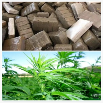 Informes internacionales señalan a Marruecos como uno de los principales centros del tráfico de cannabis hacia Europa