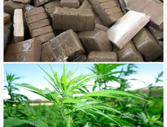 ertwertwert Informes internacionales señalan a Marruecos como uno de los principales centros del tráfico de cannabis hacia Europa